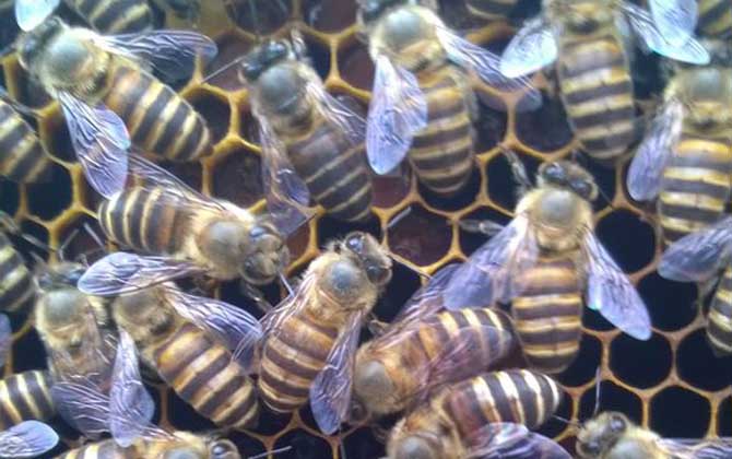 失王一個月還能介王嗎? 介王