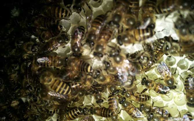 失王一個月還能介王嗎? 介王