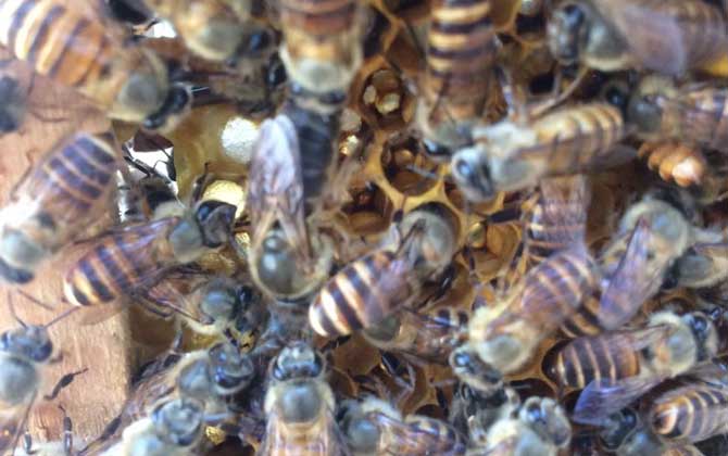 春繁蜜蜂多長時間喂一次? 蜜蜂春繁