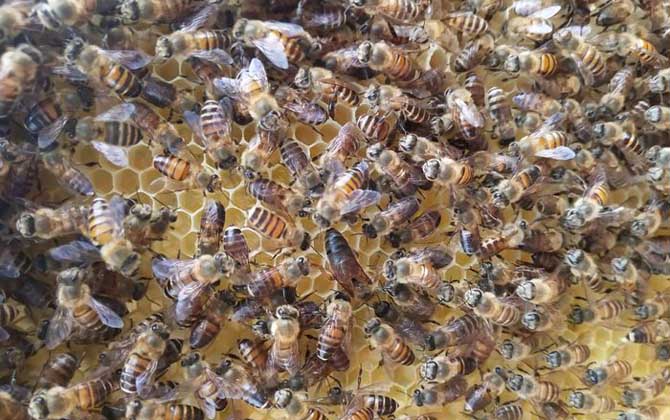 春繁蜜蜂多長時間喂一次? 蜜蜂春繁