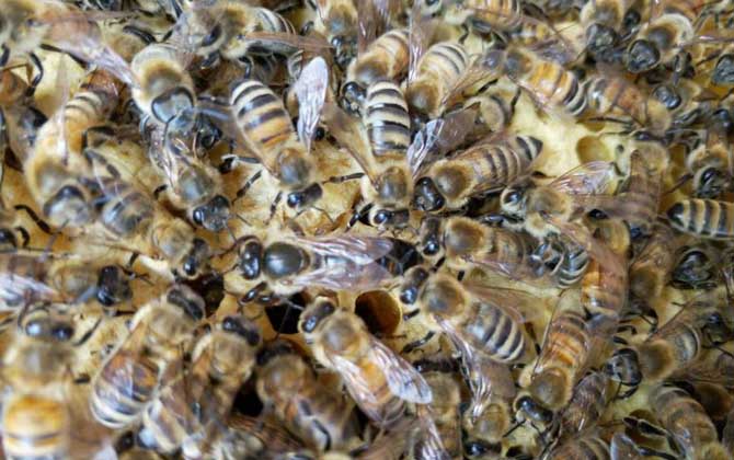 春繁蜜蜂怎么樣做起群快? 蜜蜂春繁