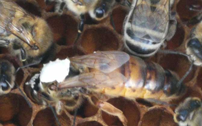 春繁蜜蜂怎么樣做起群快? 蜜蜂春繁