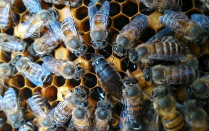 兩脾蜂一月能發展幾脾? 蜜蜂