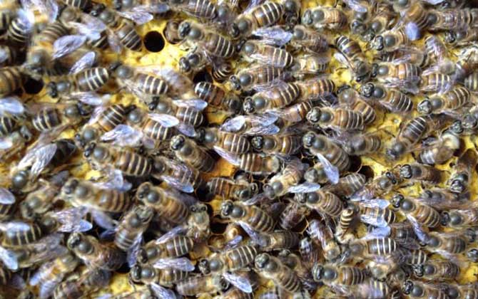 春繁獎勵飼喂要堅持多久? 春繁