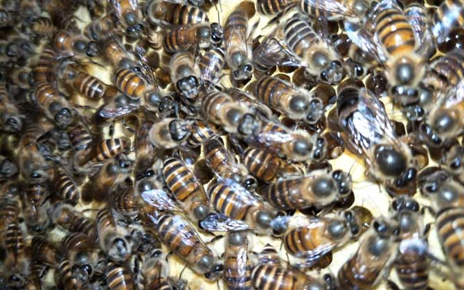 春繁獎勵飼喂要堅持多久? 春繁