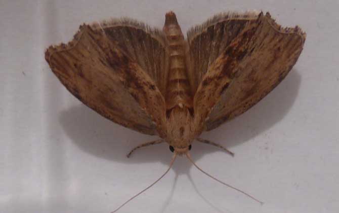 大蠟螟的特征及生活習(xí)性 大蠟螟