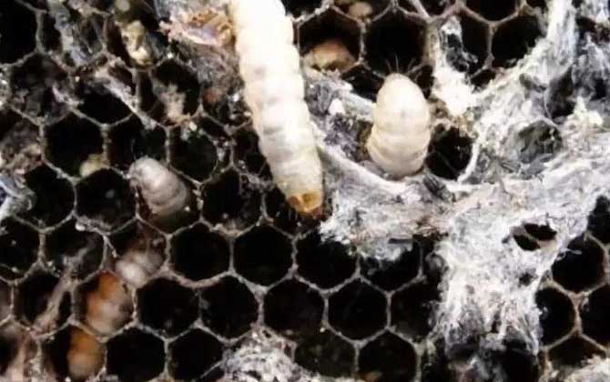 大蠟螟的特征及生活習(xí)性 巢蟲