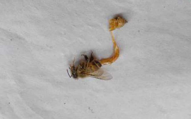 中蜂病蟲害種類及圖片大全 孢子蟲病