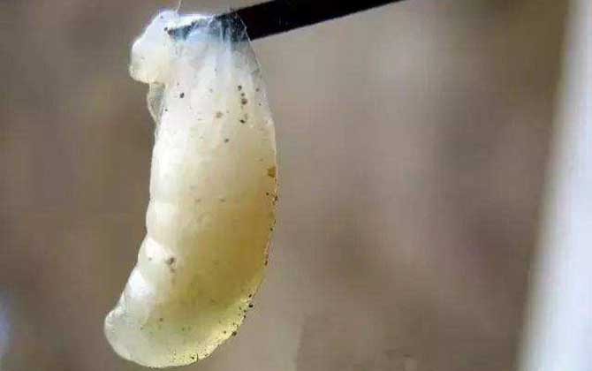 中蜂幼蟲(chóng)病