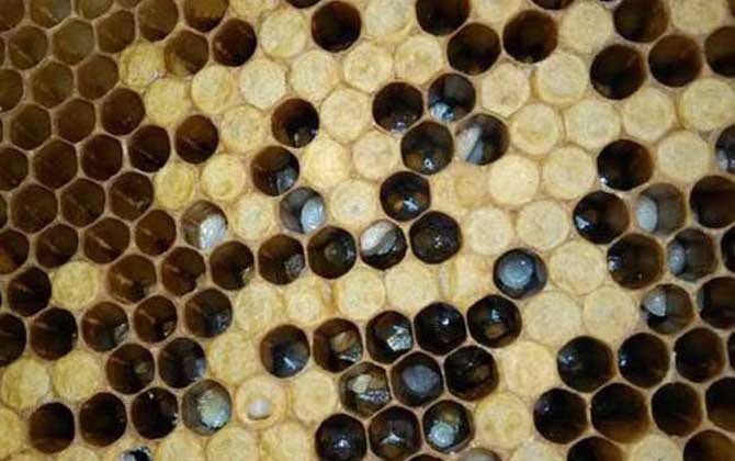 中蜂幼蟲(chóng)病