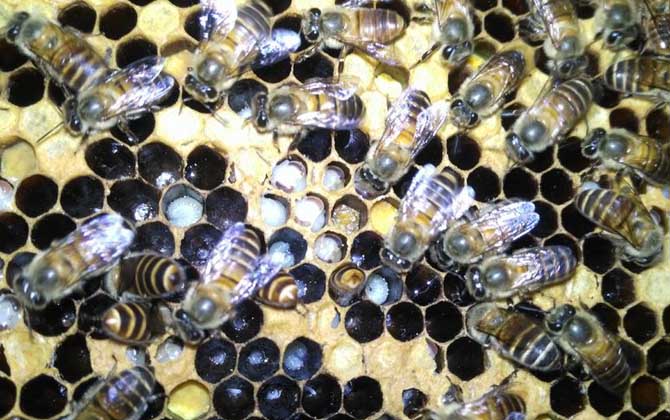 中蜂幼蟲(chóng)病