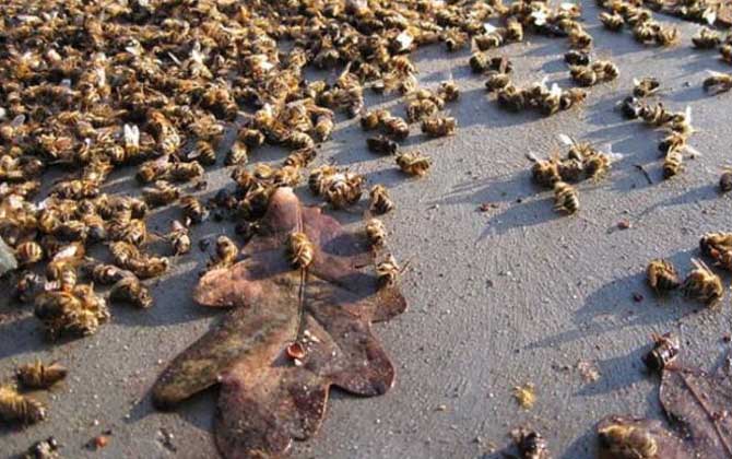 中蜂爬蜂病怎么回事? 爬蜂病