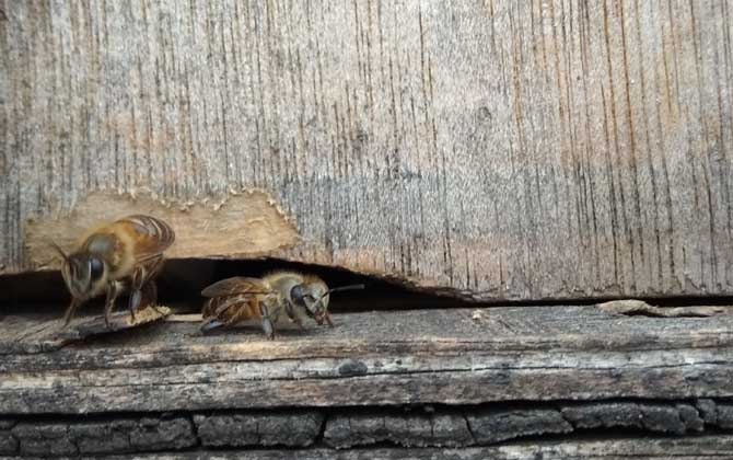 冬季怎么給蜂箱保溫?一定要“寧寒勿熱”,否則反而對越冬不利! 蜂群越冬