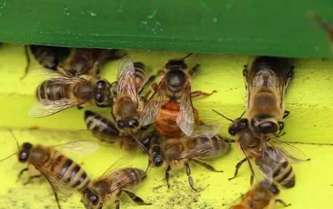 雄蜂既不采花釀蜜,也不產(chǎn)卵繁殖,但對(duì)蜂群的作用卻不可替代! 雄蜂