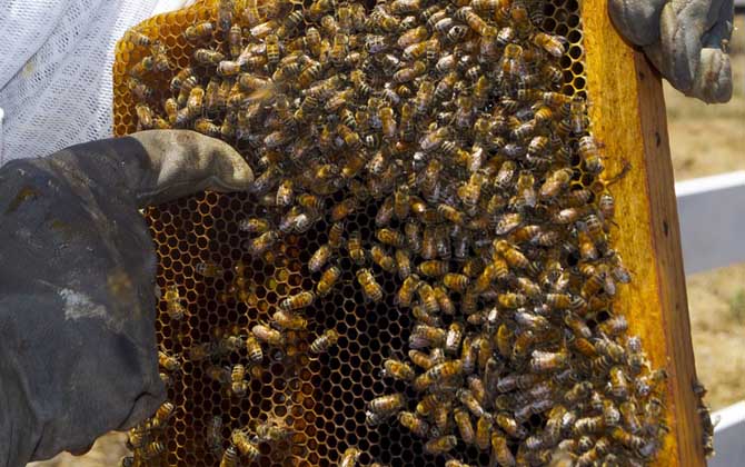 怎么樣才能養好蜜蜂?只有清楚蜜蜂的習性,養蜜蜂才能得心應手! 蜜蜂養殖