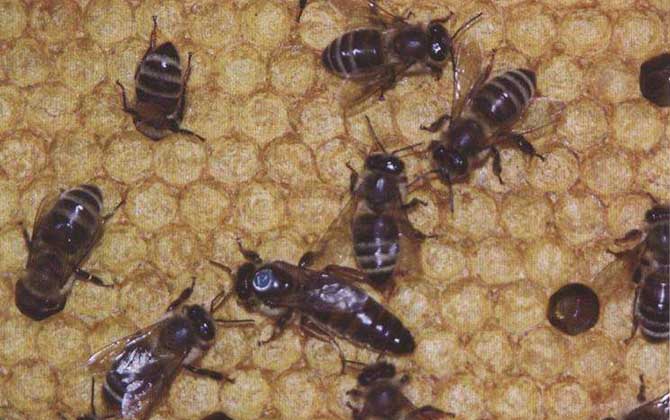 我國養殖的蜜蜂有哪些?除了中蜂和意蜂,這些蜂種也是大名鼎鼎! 喀爾巴阡蜂