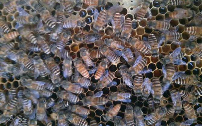 有技術“蜂養人”,沒技術“人養蜂”,沒有技術談養蜂就是空話! 養蜂技術