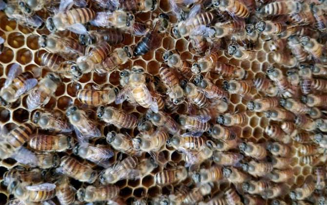 蜜蜂養(yǎng)殖雖然能賺錢,但不是任何地方都能養(yǎng),除非具備這些條件! 蜜蜂養(yǎng)殖