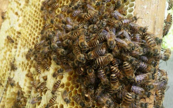 蜜蜂養(yǎng)殖雖然能賺錢,但不是任何地方都能養(yǎng),除非具備這些條件! 蜜蜂養(yǎng)殖