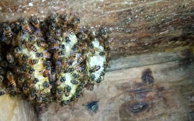 農村養蜜蜂能賺錢嗎?90后高中畢業小伙,靠養蜂年收益超6萬元! 養蜂