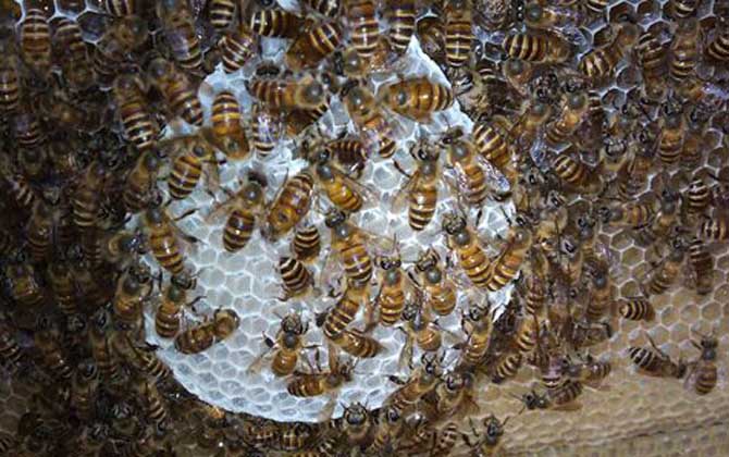 農村養蜜蜂能賺錢嗎?90后高中畢業小伙,靠養蜂年收益超6萬元! 養蜂