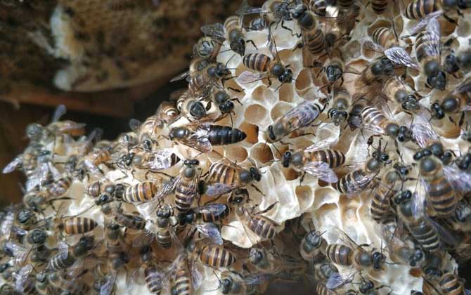 農村養蜜蜂能賺錢嗎?90后高中畢業小伙,靠養蜂年收益超6萬元! 養蜂