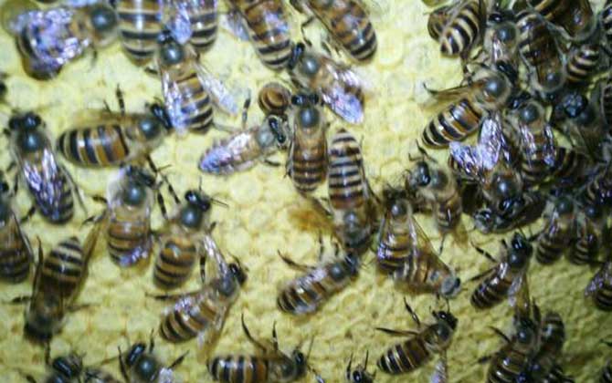 新收蜜蜂不會過箱,試試這個方法,快速讓蜂群在蜂箱中“安家”! 蜜蜂過箱