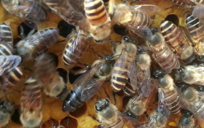 新收蜜蜂不會過箱,試試這個方法,快速讓蜂群在蜂箱中“安家”! 蜜蜂過箱