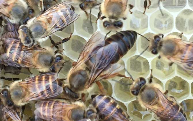 工蜂的確能變成蜂王,但條件極為苛刻,一生中有且只有一次機(jī)會(huì)! 蜂王