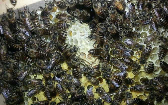 分蜂不一定要兩只蜂王,用這個(gè)辦法,只有一只蜂王也能人工分蜂! 人工分蜂