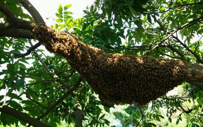 蜜蜂多在春季自然分蜂,了解分蜂過程,有利于將分蜂群收捕回來! 自然分蜂