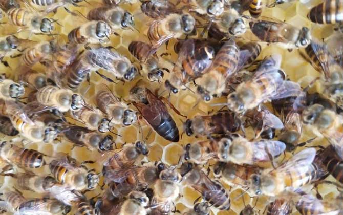 蜜蜂多在春季自然分蜂,了解分蜂過程,有利于將分蜂群收捕回來! 自然分蜂