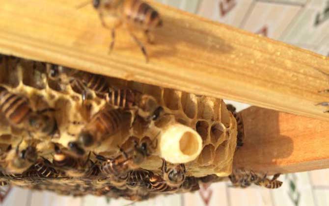 蜜蜂什么時候分蜂?蜂群的這些行為,已經(jīng)告訴你了大致分蜂時間! 分蜂