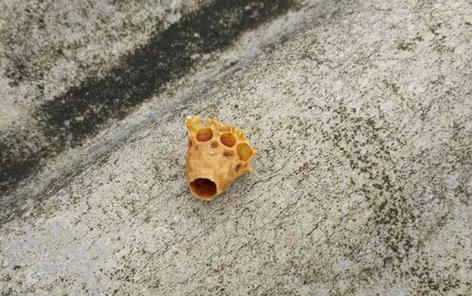 王臺(tái)是培育蜂王的,了解其發(fā)育過程,養(yǎng)蜂生產(chǎn)將更加的得心應(yīng)手! 王臺(tái)