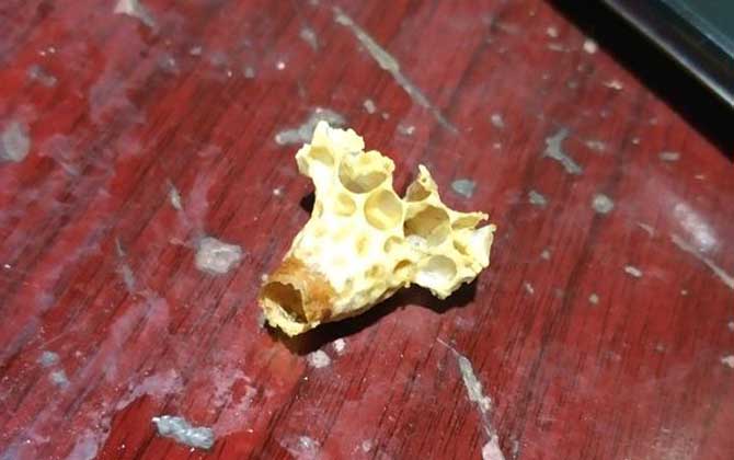 王臺(tái)是培育蜂王的,了解其發(fā)育過程,養(yǎng)蜂生產(chǎn)將更加的得心應(yīng)手! 王臺(tái)