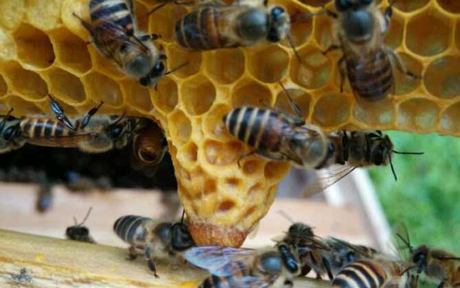 王臺(tái)是培育蜂王的,了解其發(fā)育過程,養(yǎng)蜂生產(chǎn)將更加的得心應(yīng)手! 王臺(tái)