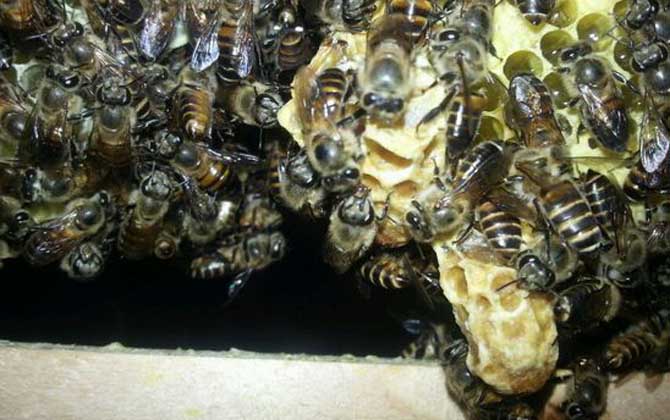 王臺是蜂王的巢房,大致有這三種,了解它們對養蜂生產極為有利! 王臺