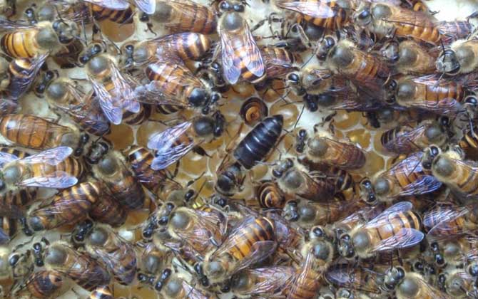 養蜂不知道怎么換王,像這樣操作,輕松用新蜂王將老蜂王替換掉! 換王