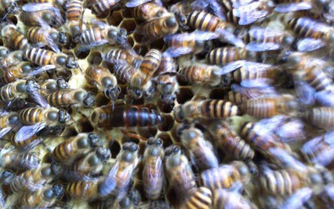 養蜂不知道怎么換王,像這樣操作,輕松用新蜂王將老蜂王替換掉! 換王