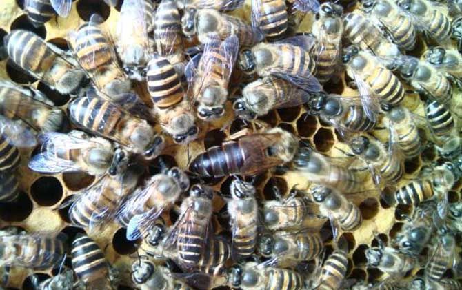 蜜蜂越冬期缺少飼料,利用補助性飼喂,快速為蜂群補足越冬飼料! 蜜蜂越冬