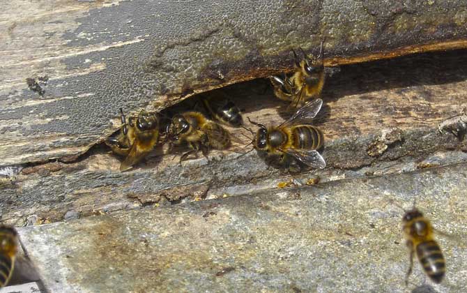 養蜂人為什么越來越少?難道養蜂不賺錢,真相說出來你可能不信! 養蜂