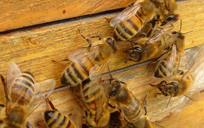 養蜂人為什么越來越少?難道養蜂不賺錢,真相說出來你可能不信! 養蜂
