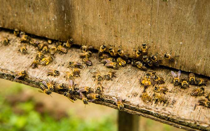 養蜂人為什么越來越少?難道養蜂不賺錢,真相說出來你可能不信! 養蜂