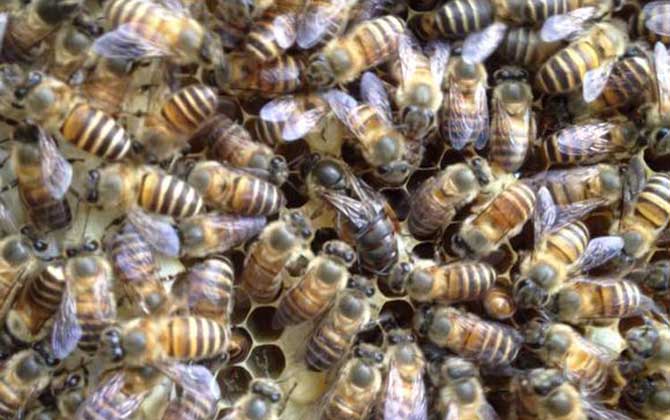 蜜蜂怎樣才能安全越冬?只需做到這幾點,輕松確保蜂群順利越冬! 蜜蜂越冬