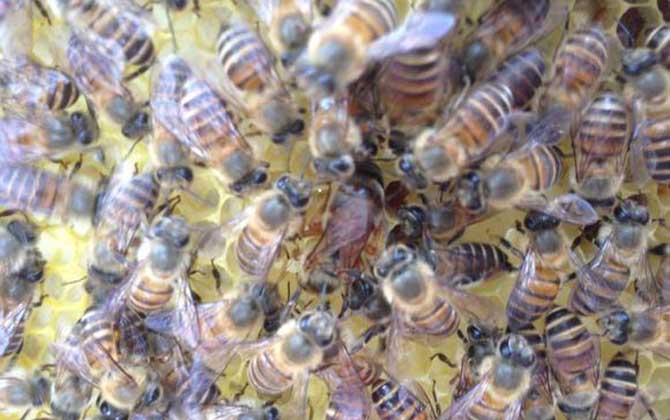 蜜蜂怎樣才能安全越冬?只需做到這幾點,輕松確保蜂群順利越冬! 蜜蜂越冬