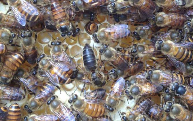 飼料是蜂群越冬的關(guān)鍵,像這樣飼喂,確保蜂群有充足的飼料越冬! 蜜蜂越冬
