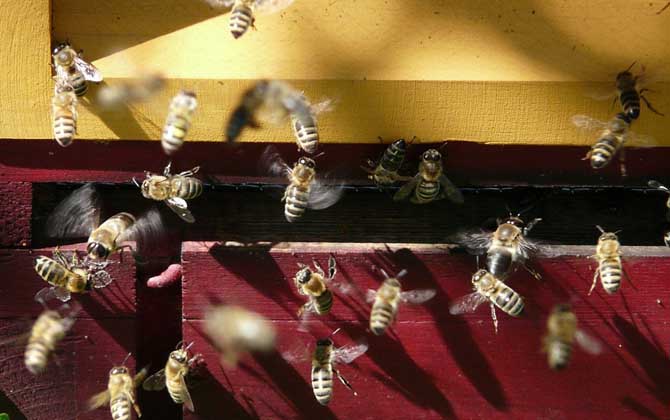 怎樣防止蜜蜂逃跑?別再剪蜂王翅膀,找到原因才能“對癥下藥”! 蜜蜂逃跑