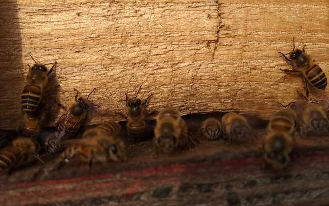 怎樣防止蜜蜂逃跑?別再剪蜂王翅膀,找到原因才能“對癥下藥”! 蜜蜂逃跑