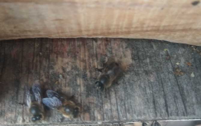 怎樣防止蜜蜂逃跑?別再剪蜂王翅膀,找到原因才能“對癥下藥”! 蜜蜂逃跑