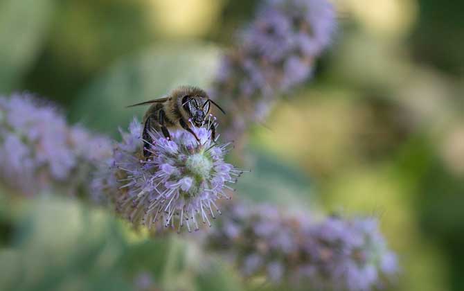 被蜜蜂蟄了怎么處理?不要太緊張,像這樣處理后基本沒啥大問題! 蜜蜂